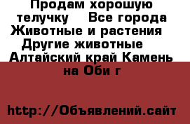 Продам хорошую телучку. - Все города Животные и растения » Другие животные   . Алтайский край,Камень-на-Оби г.